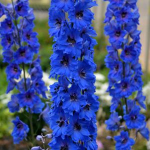 Delphinium 